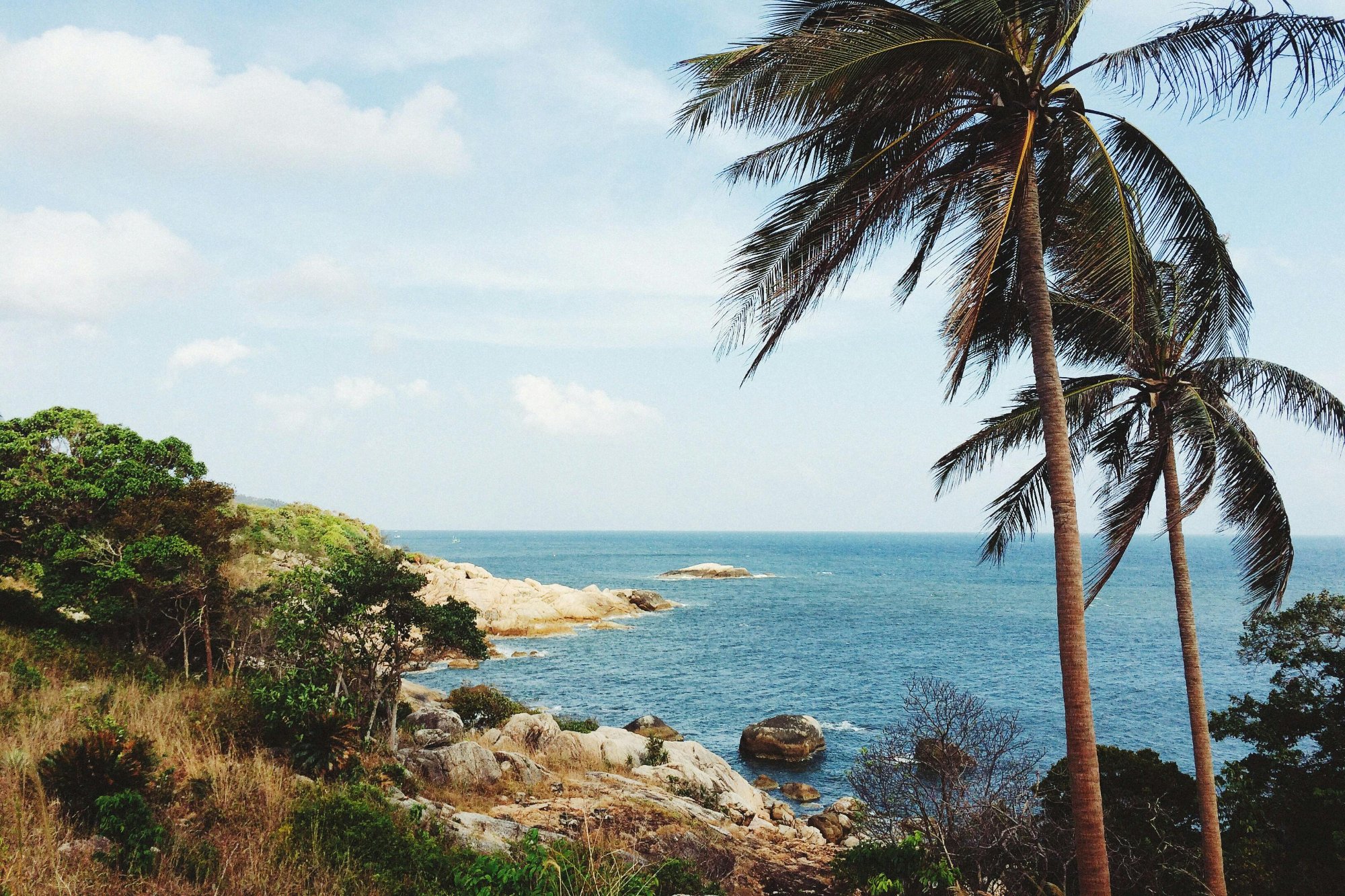 Coastline with palm trees